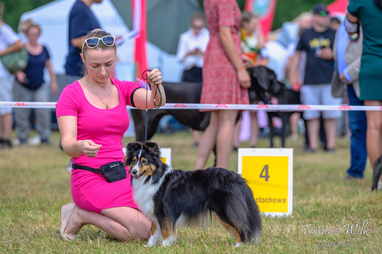 Czarny tricolor sheltie na wystawie psów rasowych razem ze swoja właścicielka