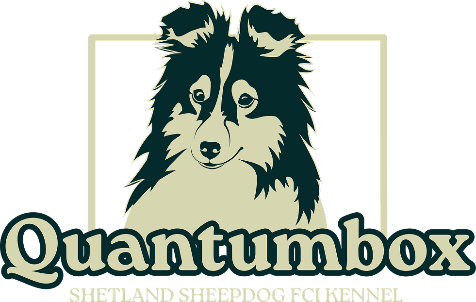 Logo hodowli Quantumbox FCI hodowla owczarka szetlandzkiego